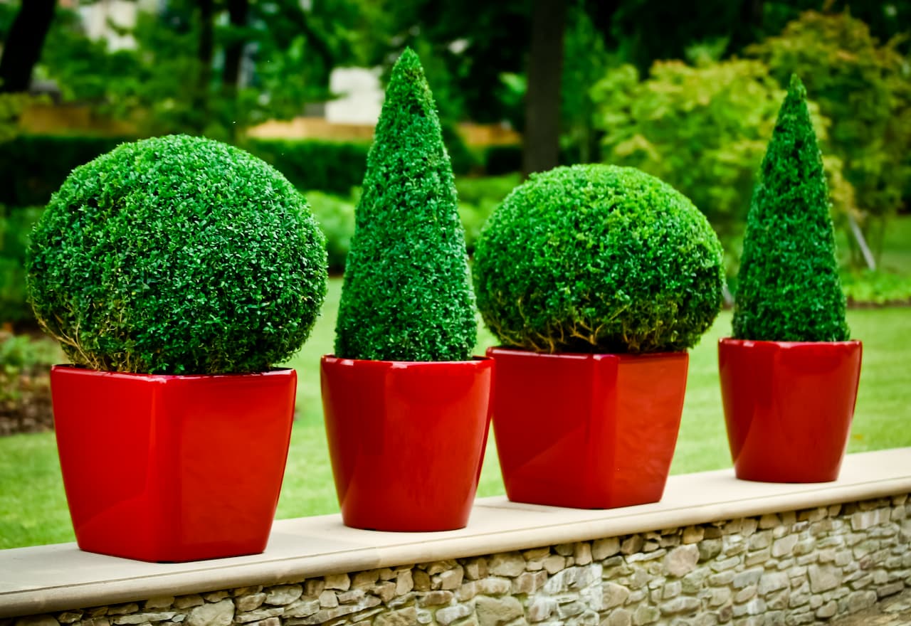 Thumbnail-For-Landscaping Plants Enhance Your Outdoor Space with the Right Greenery-By-Father & Son YYC